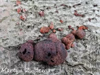 Kogelzwammen [Hypoxylaceae]